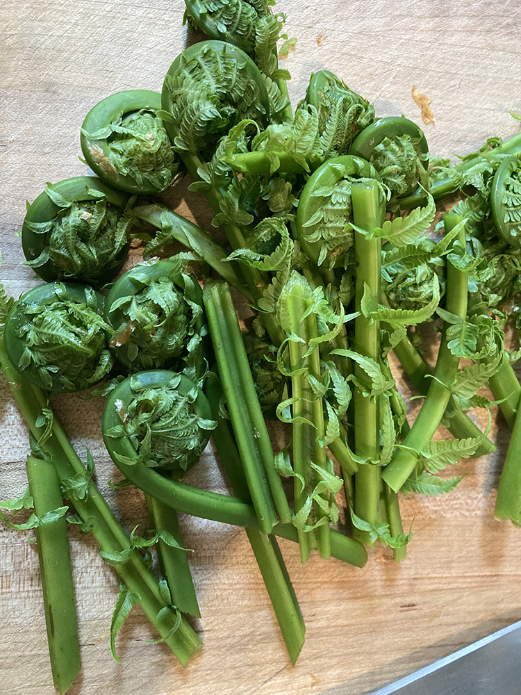blanched fresh fiddleheads