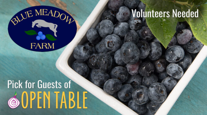 Graphic Image With Blue Meadow Farm Logo And Container Of Blueberries That Reads "Pick For Guests Of" And The Open Table Logo